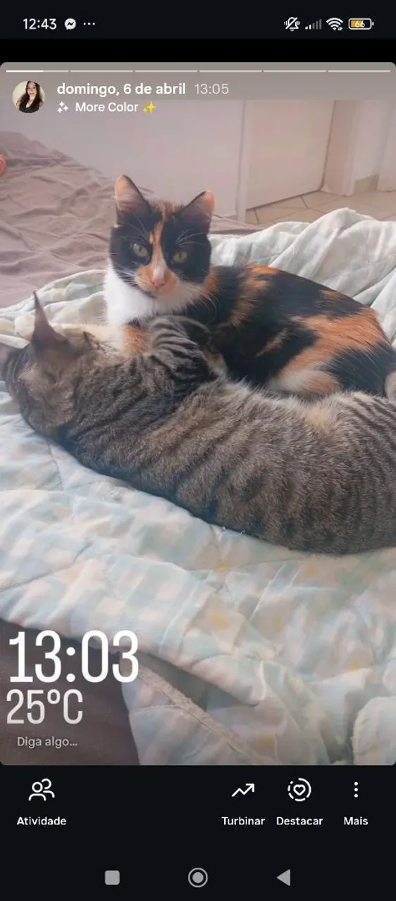 Gatinhas fêmeas para adoção