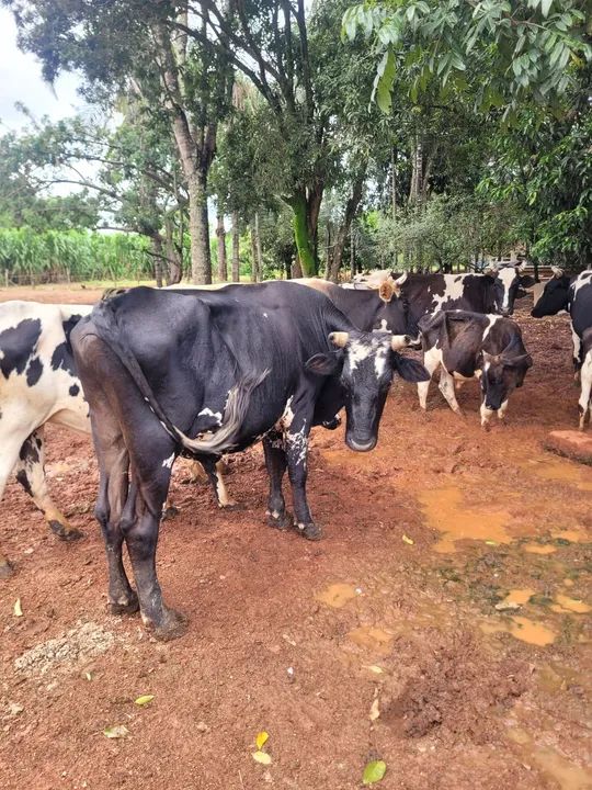 Gado a venda - Foto 4