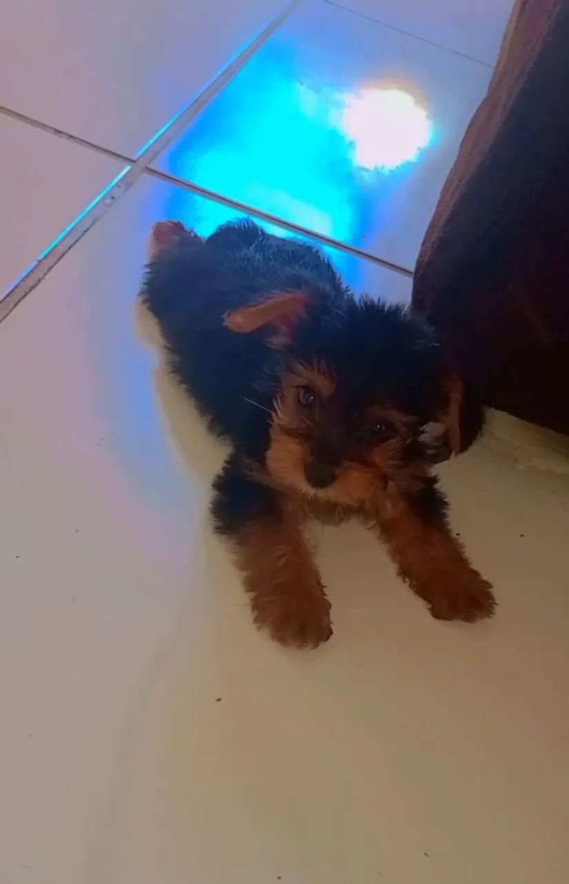 Yorkshire Terrier filhote