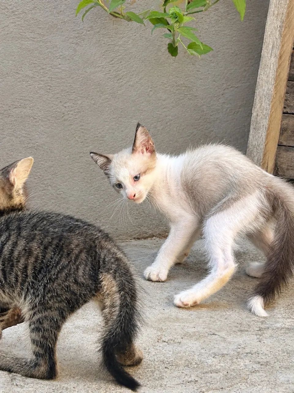 Doa-se Gatinhos - Foto 4