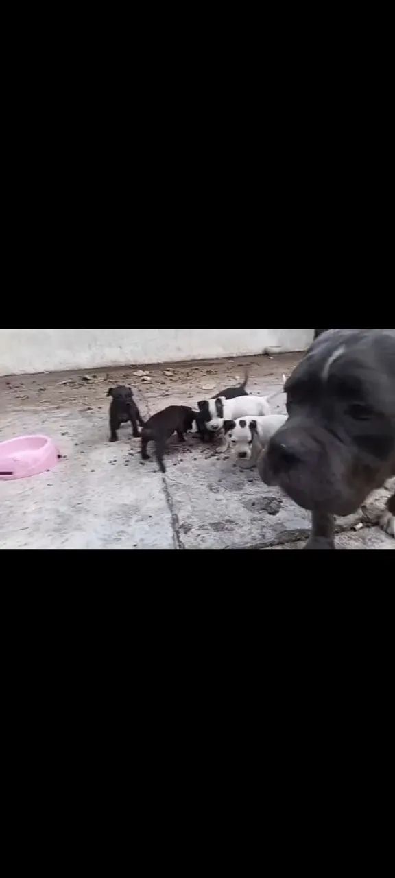 Pitbull  - Foto 2