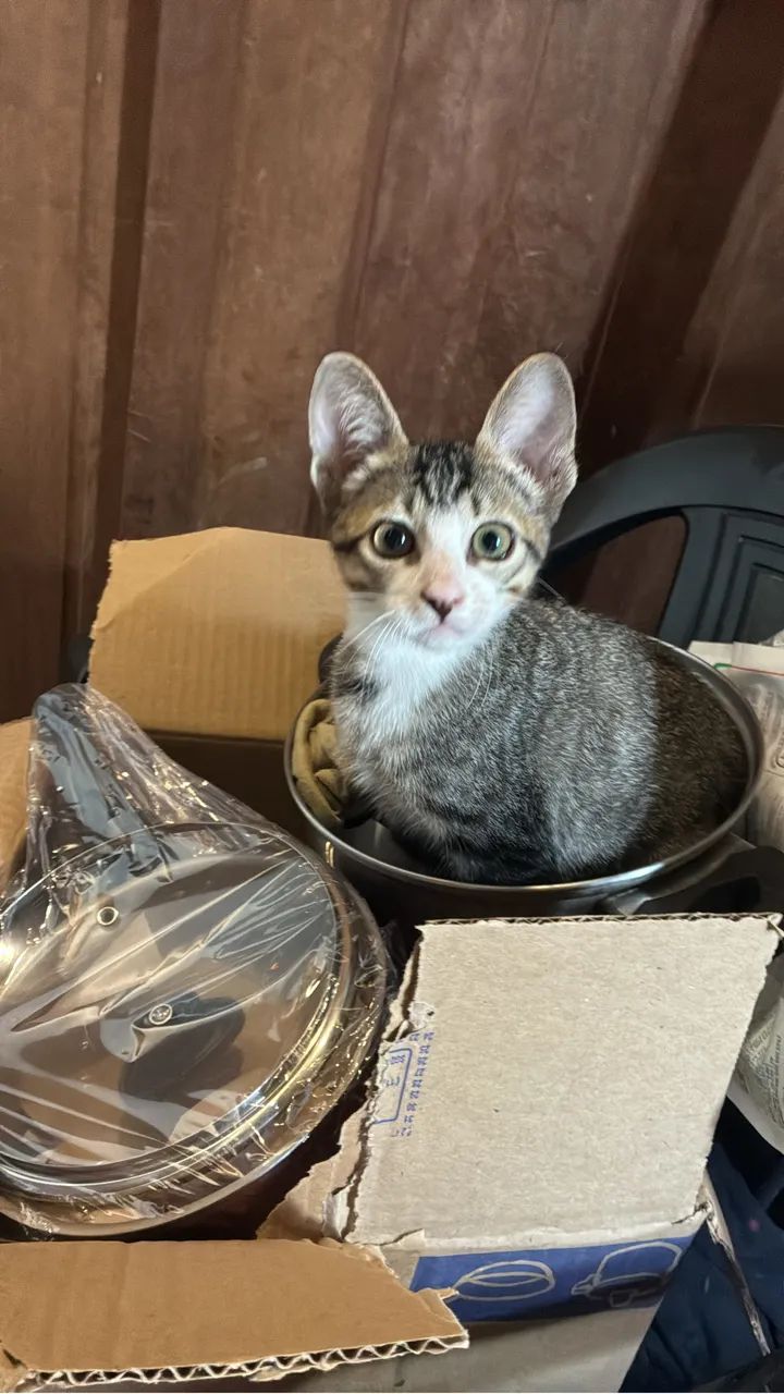 Gatinho doação urgente