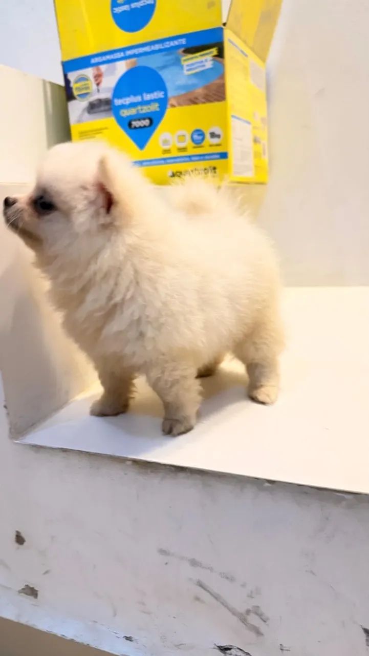 Spitz alemão macho  - Foto 4