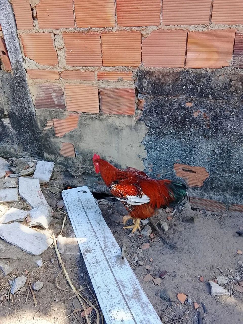 Vendo Frango GSB, Mil flores. - Foto 4
