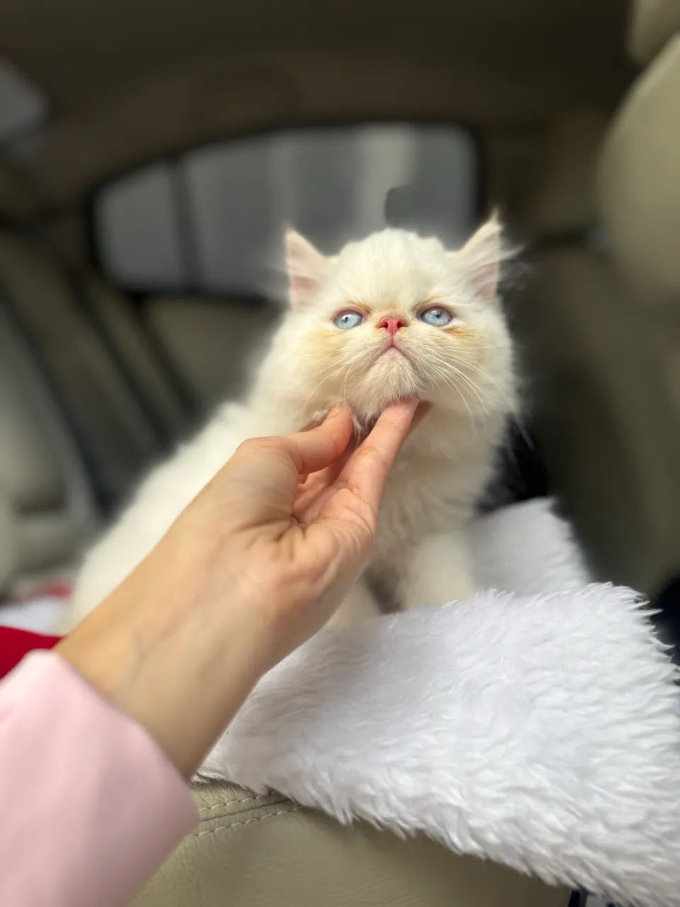 Gato persa Macho disponível Passo cartão 10x - Foto 4