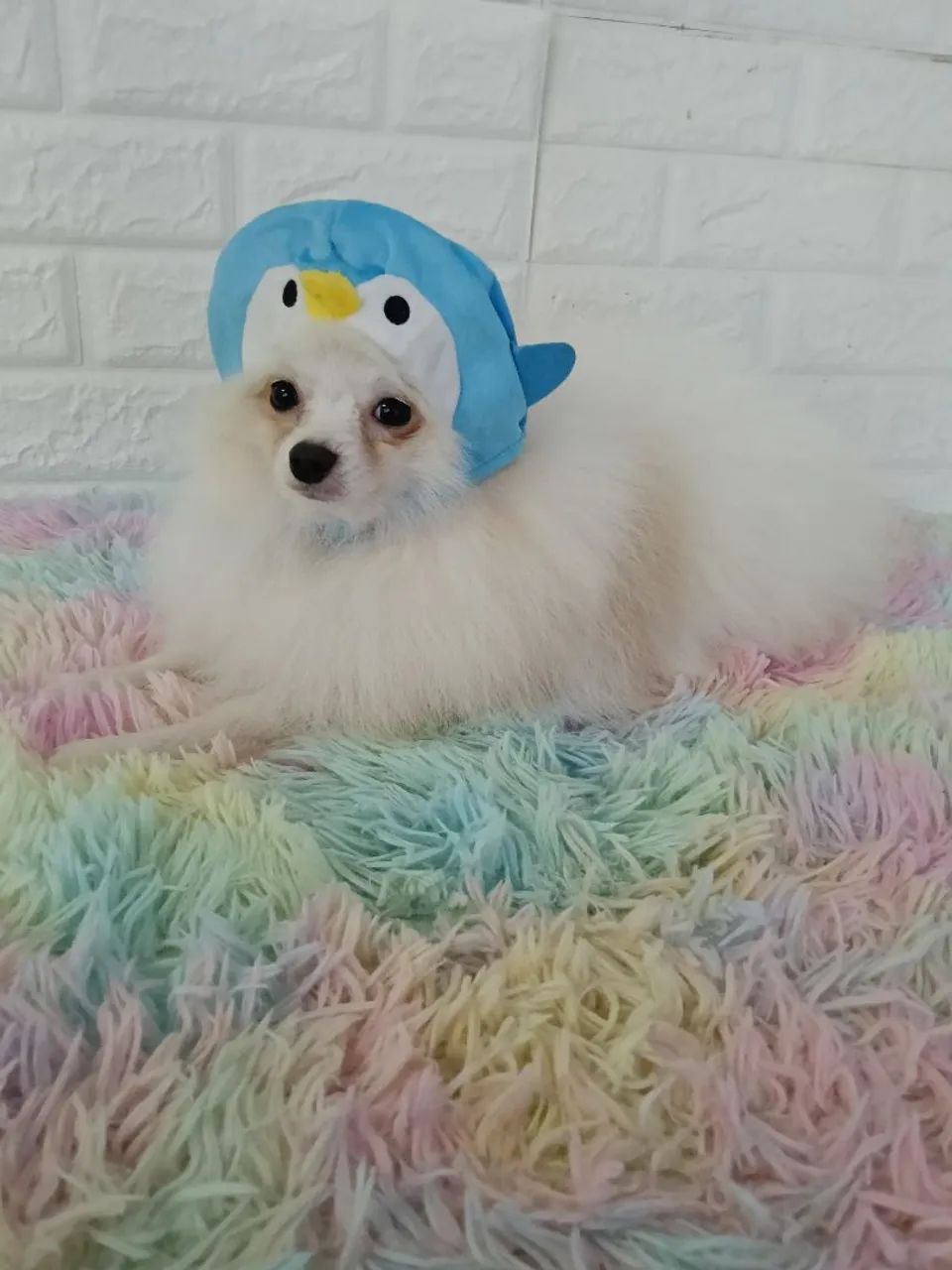 Lindo spitz macho com 9 meses - Foto 3