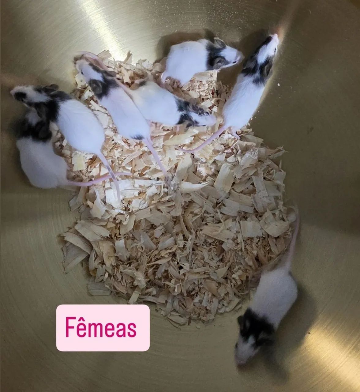 Topolinos  - Foto 4