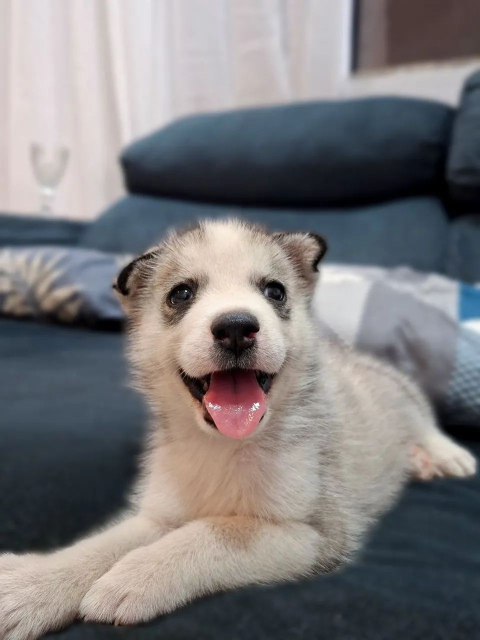 Husky 