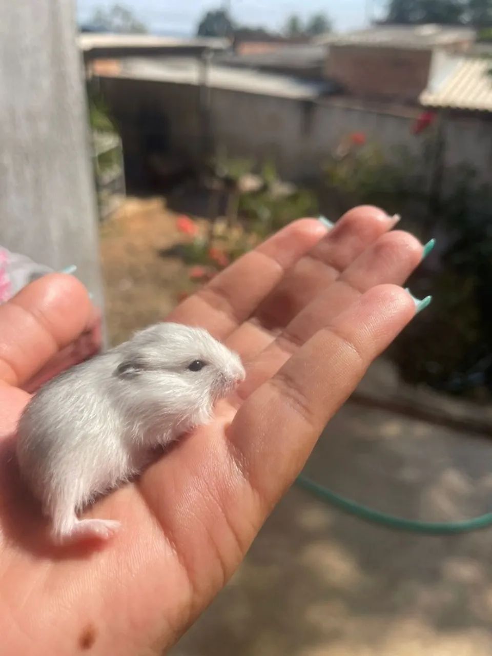 Filhotes de hamsters anão russo  - Foto 4