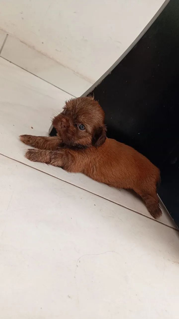 Filhotes de Shihtzu  - Foto 2
