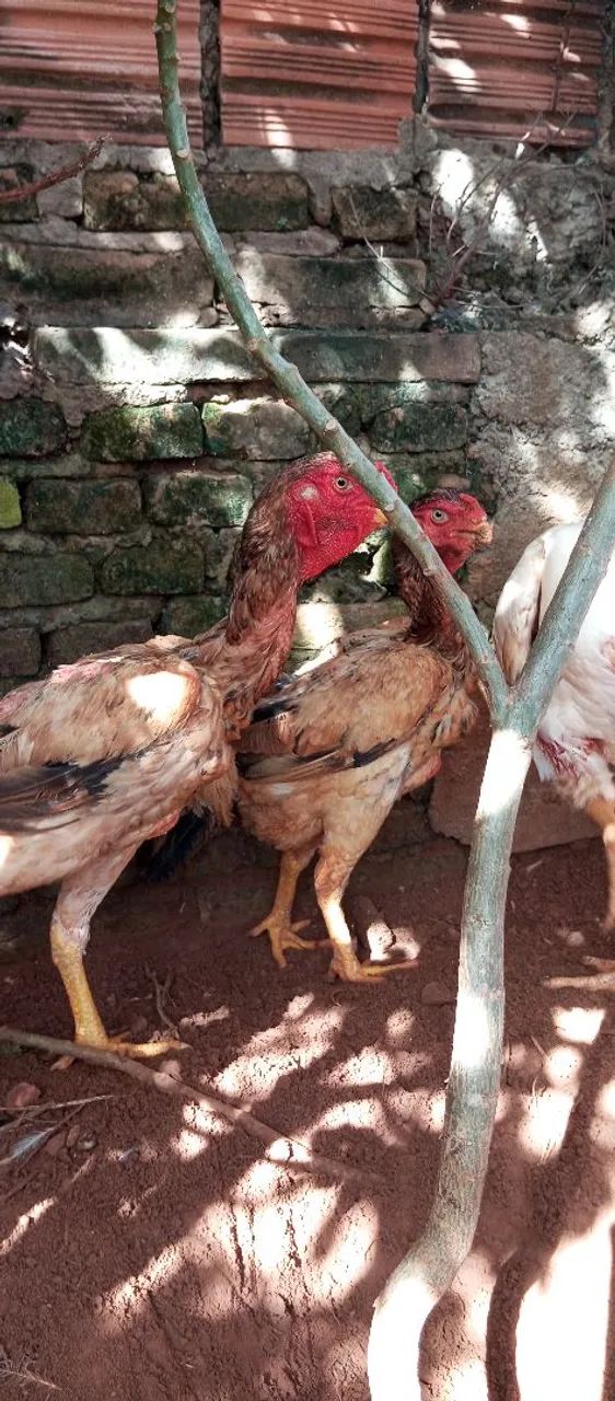 Galo bico curto e galinhas bico curto  - Foto 6