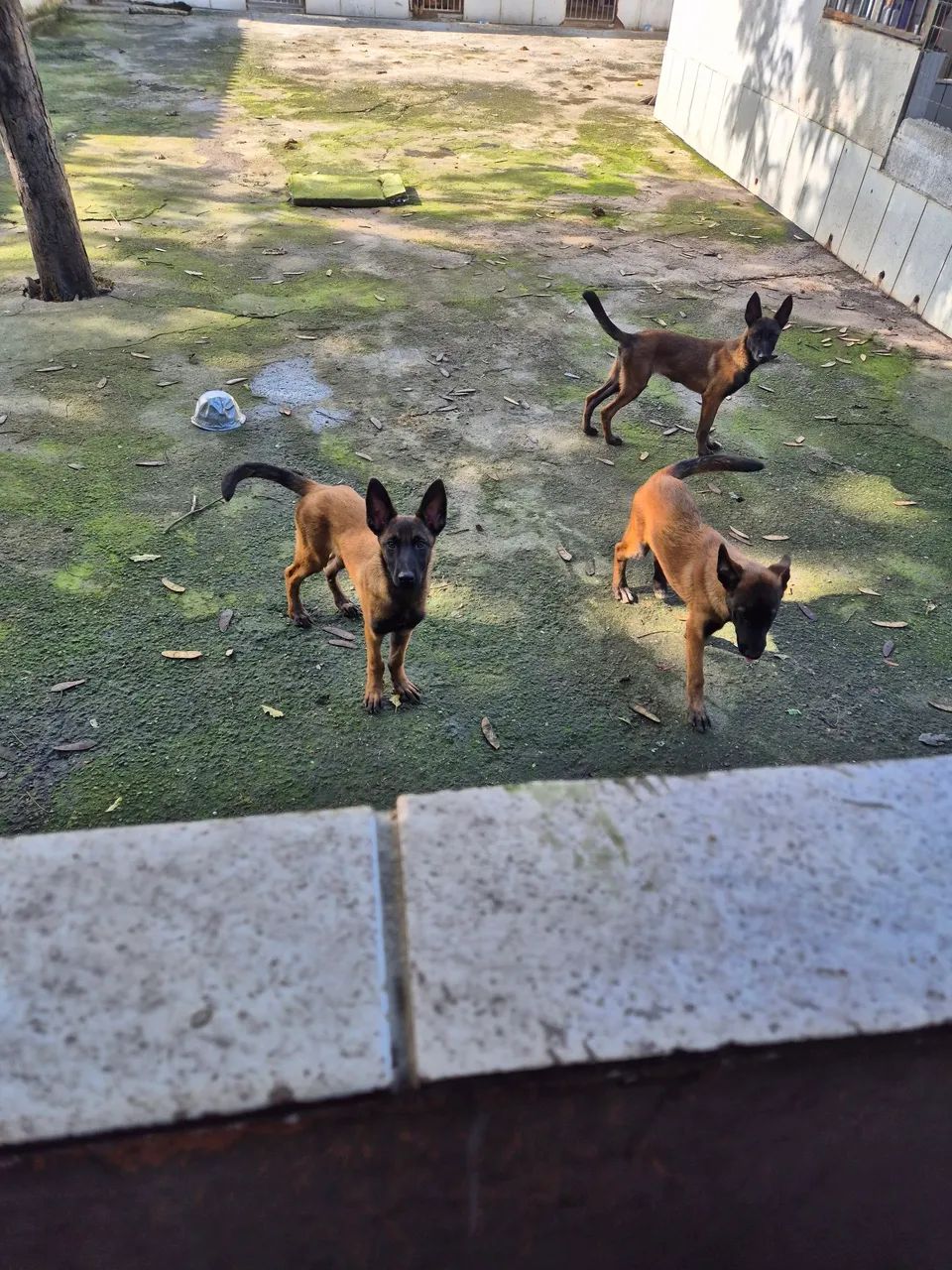 PASTOR Belga de Malinois - Foto 5