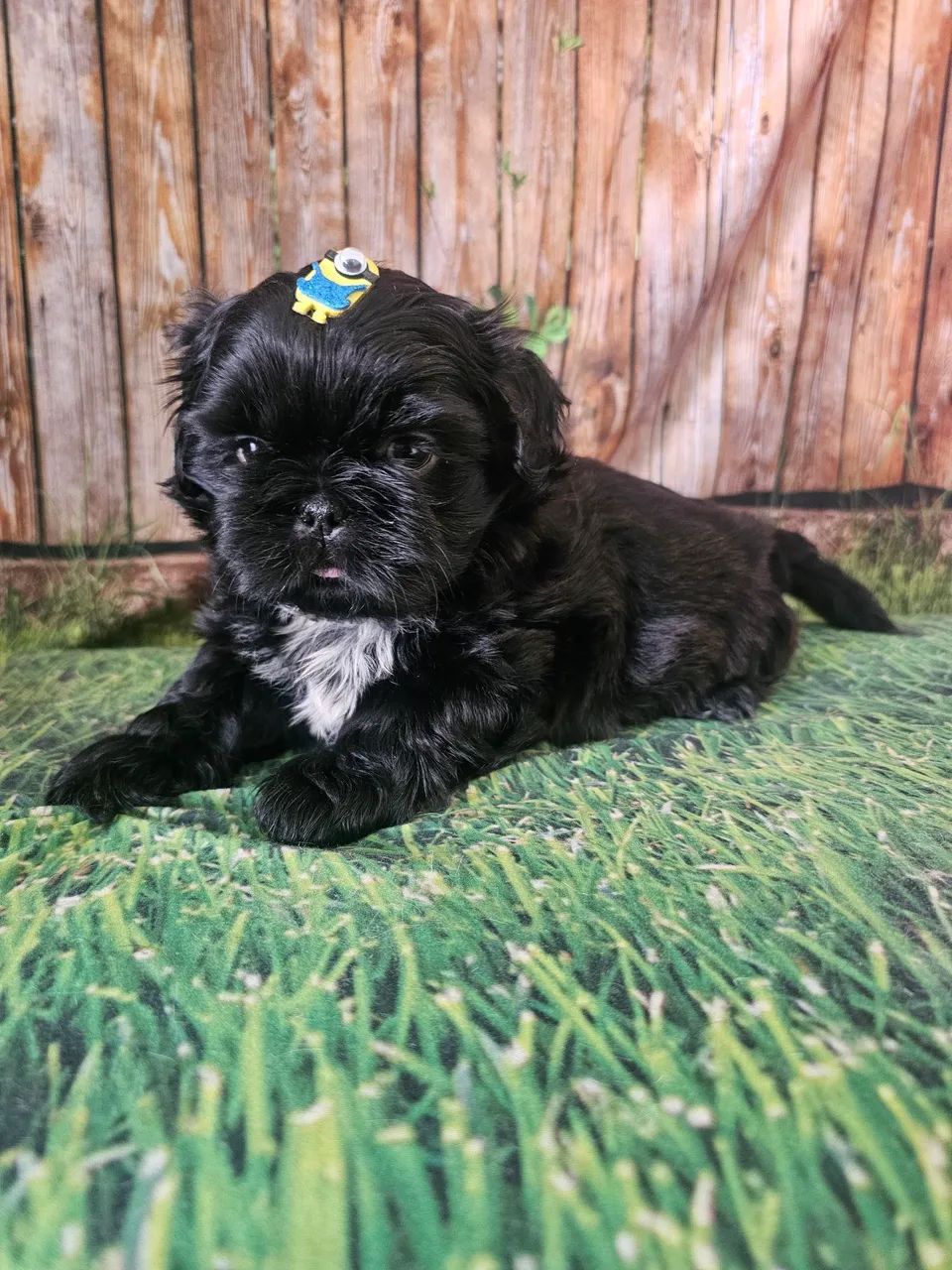 Shihtzu macho promoção  - Foto 2