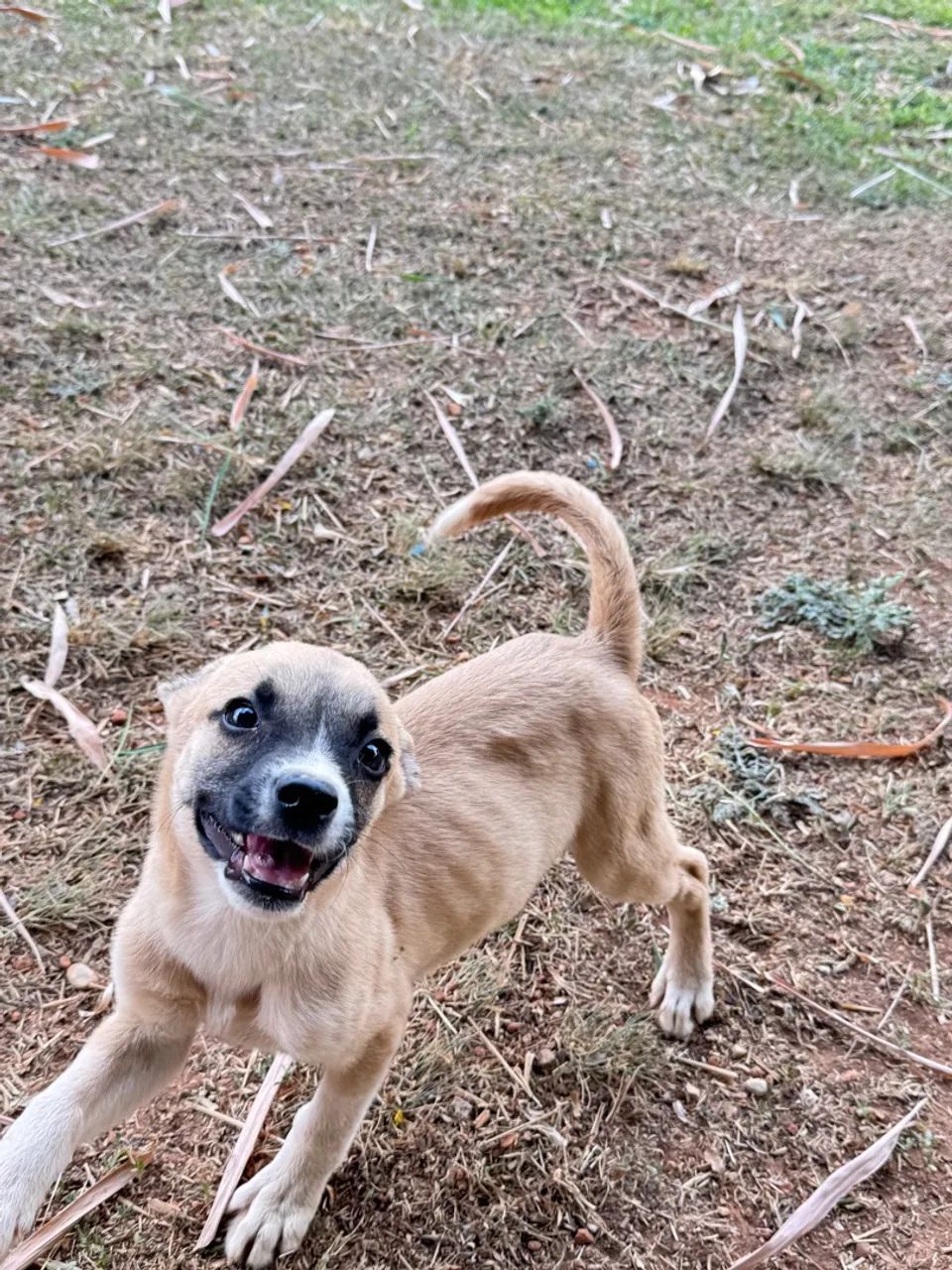 Animais  - Foto 3