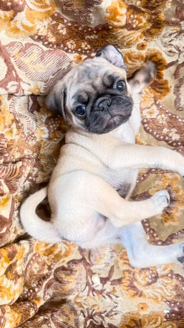 FILHOTES DE PUG  - Foto 5