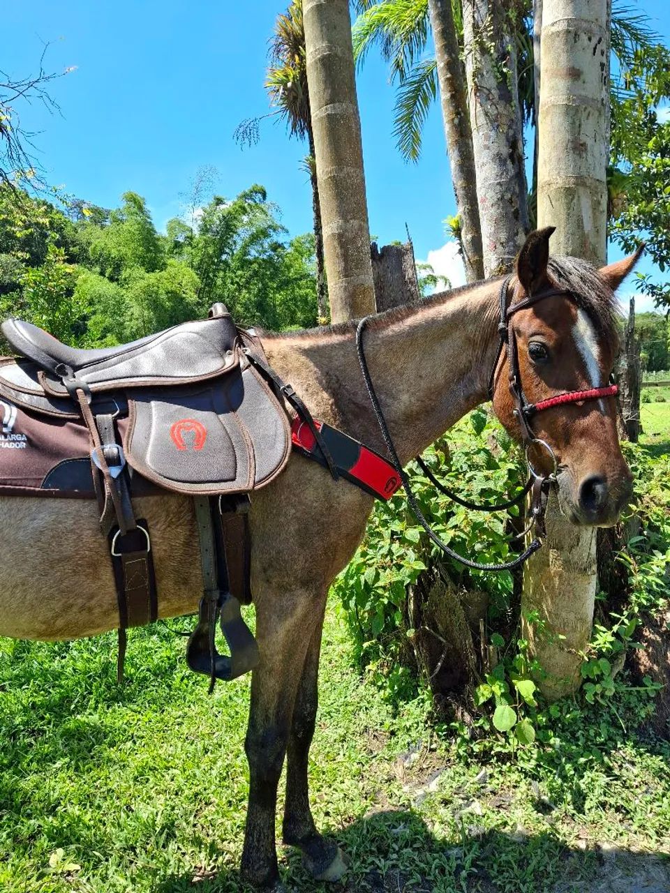 Potra Crioula pura domada  - Foto 3