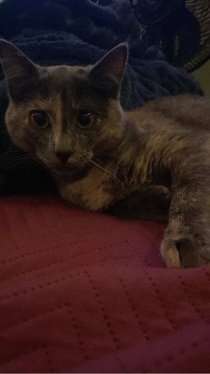 Gata castrada para adoção  - Foto 2