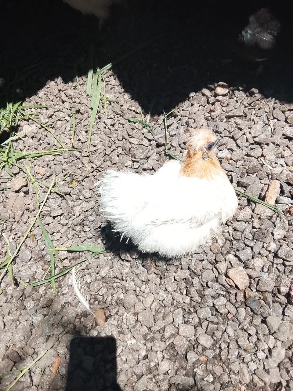 Galinha