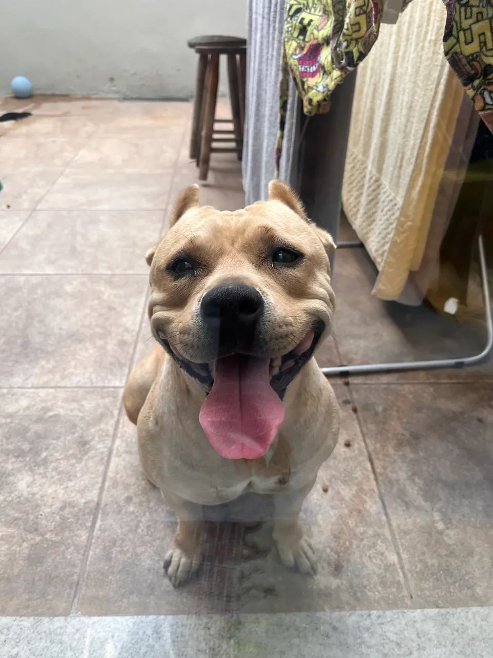 Pitbull