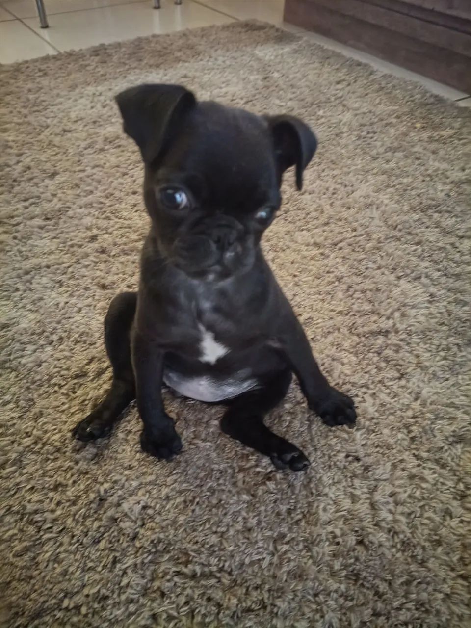 Pet  - Foto 2