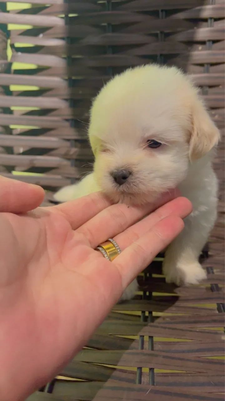 Lhasa Apso puro - Foto 3