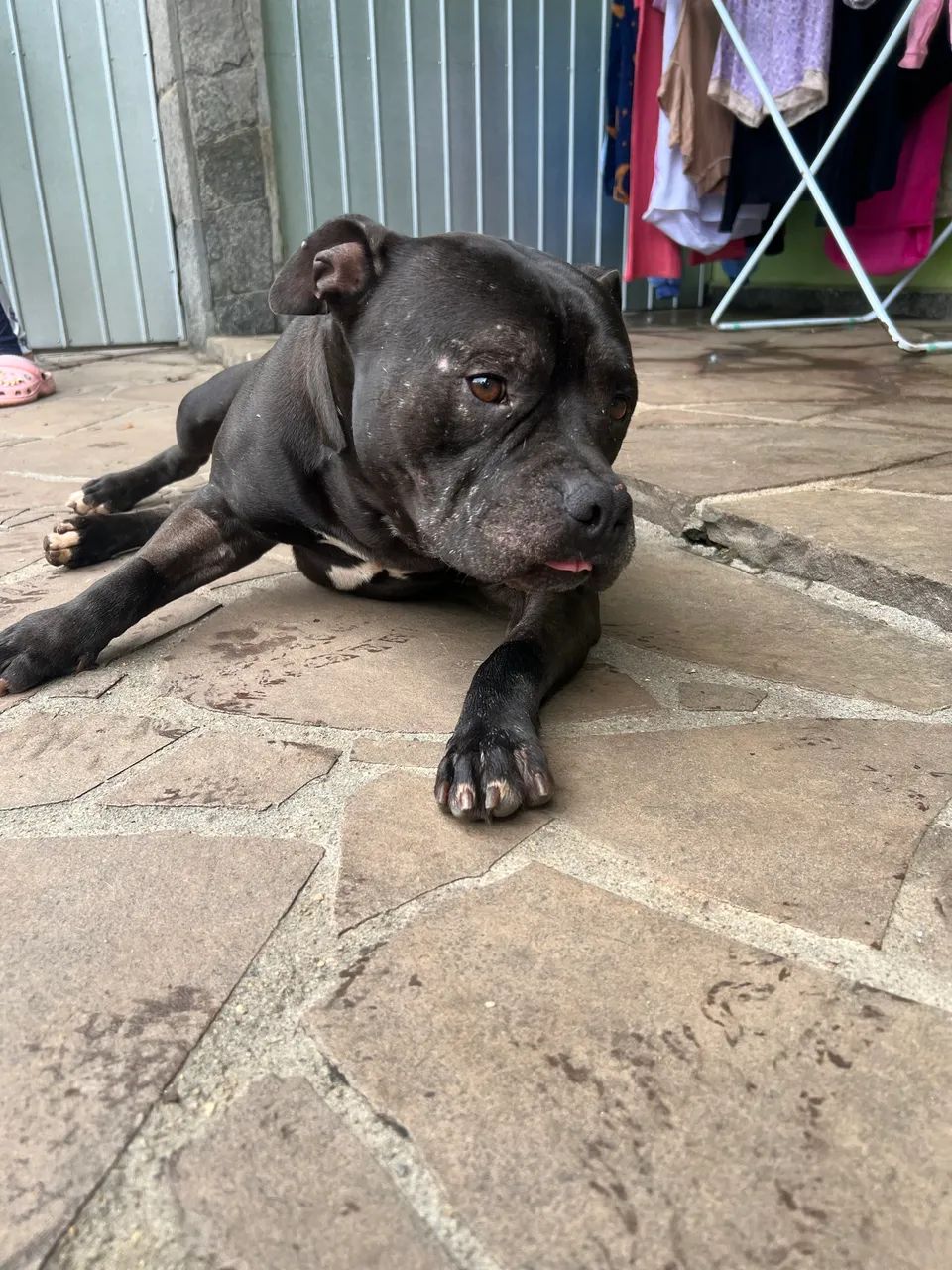 Pit monster para adoção  - Foto 4