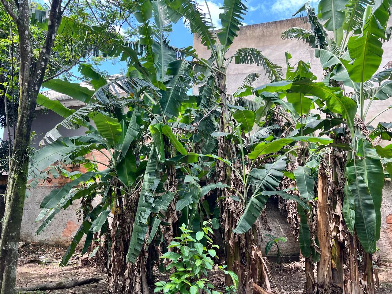 Chácara com muitas frutíferas  - Foto 4