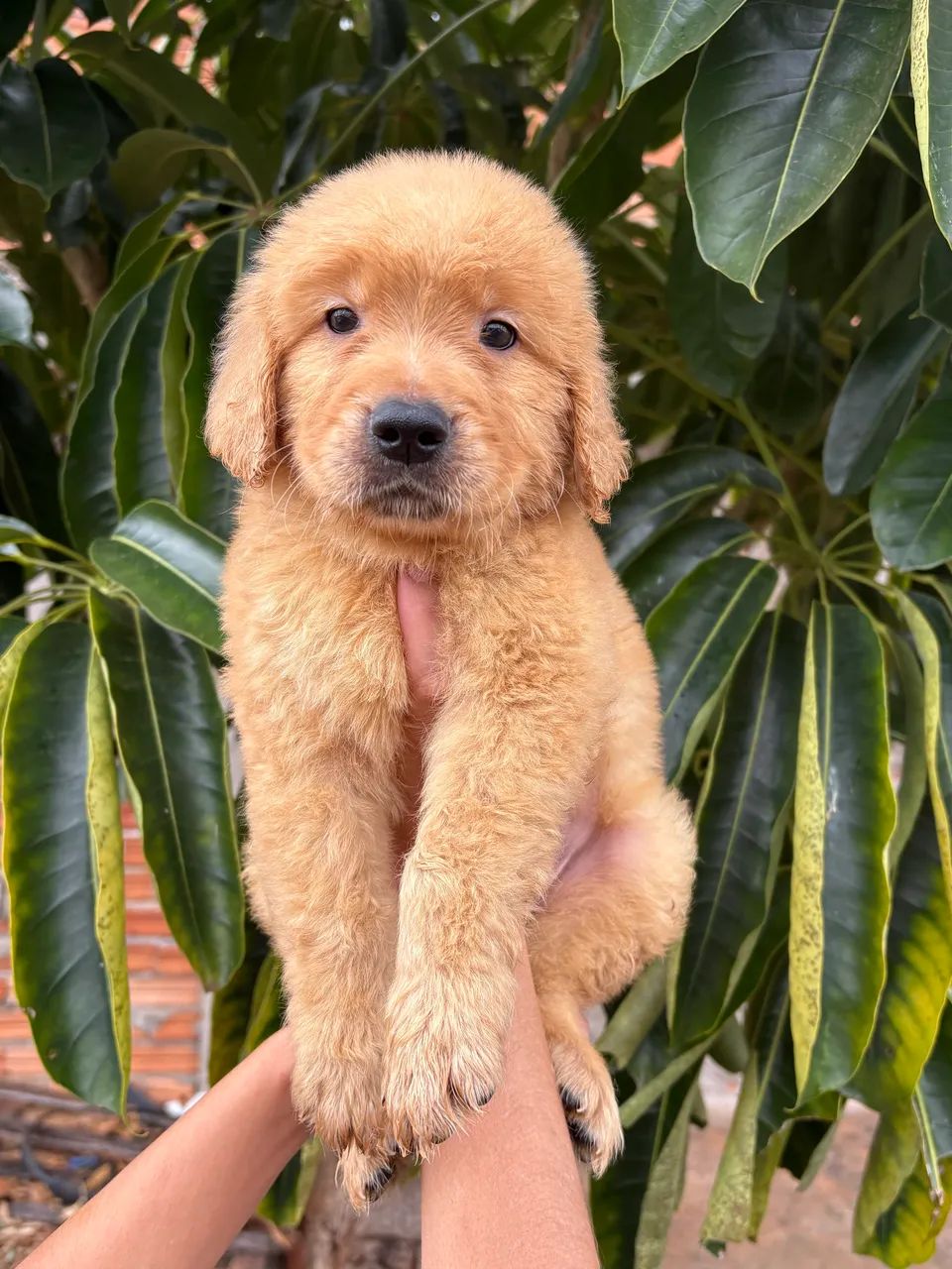 Golden retriever  - Foto 3