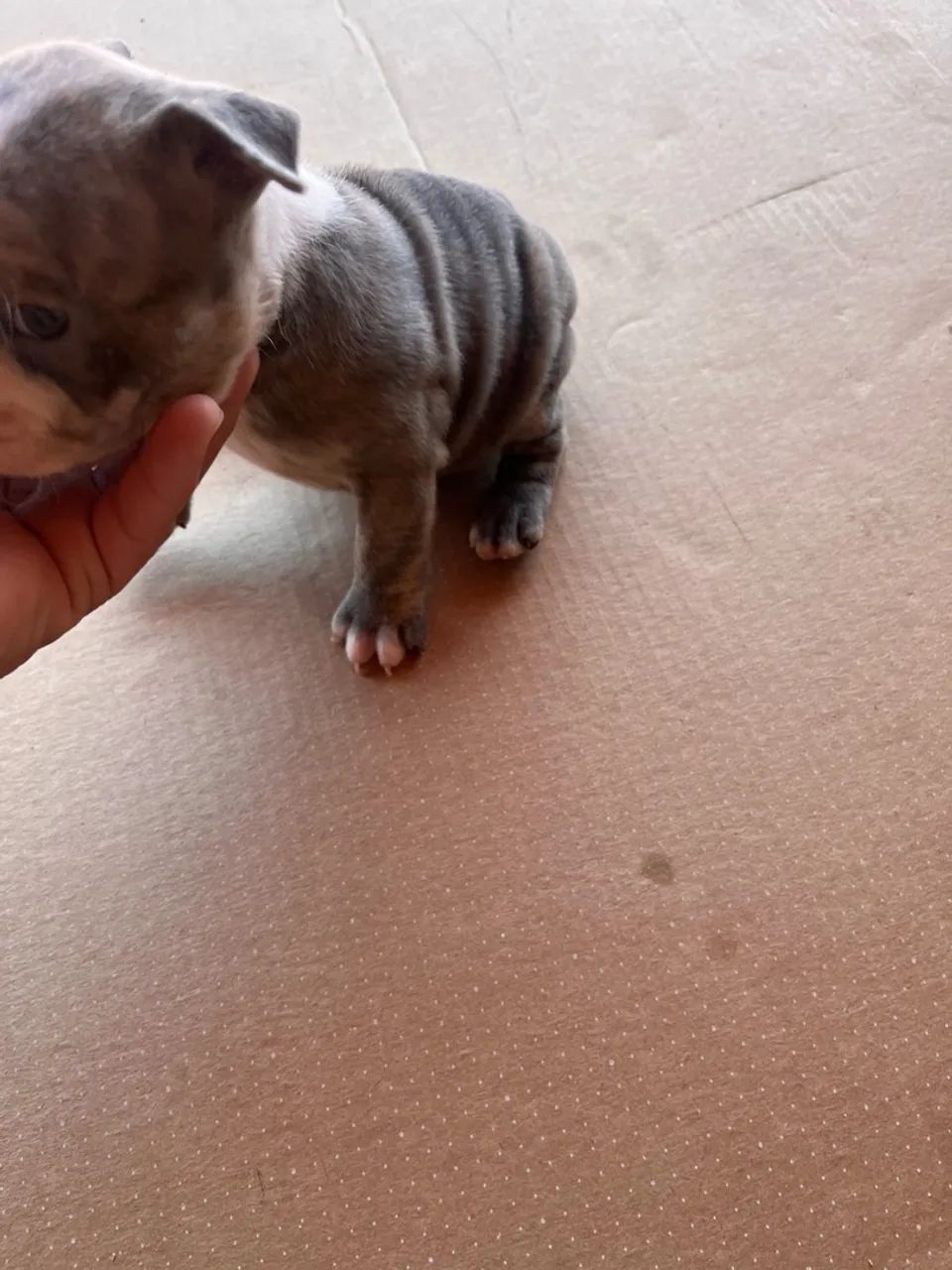 American Bully Merle - Foto 4