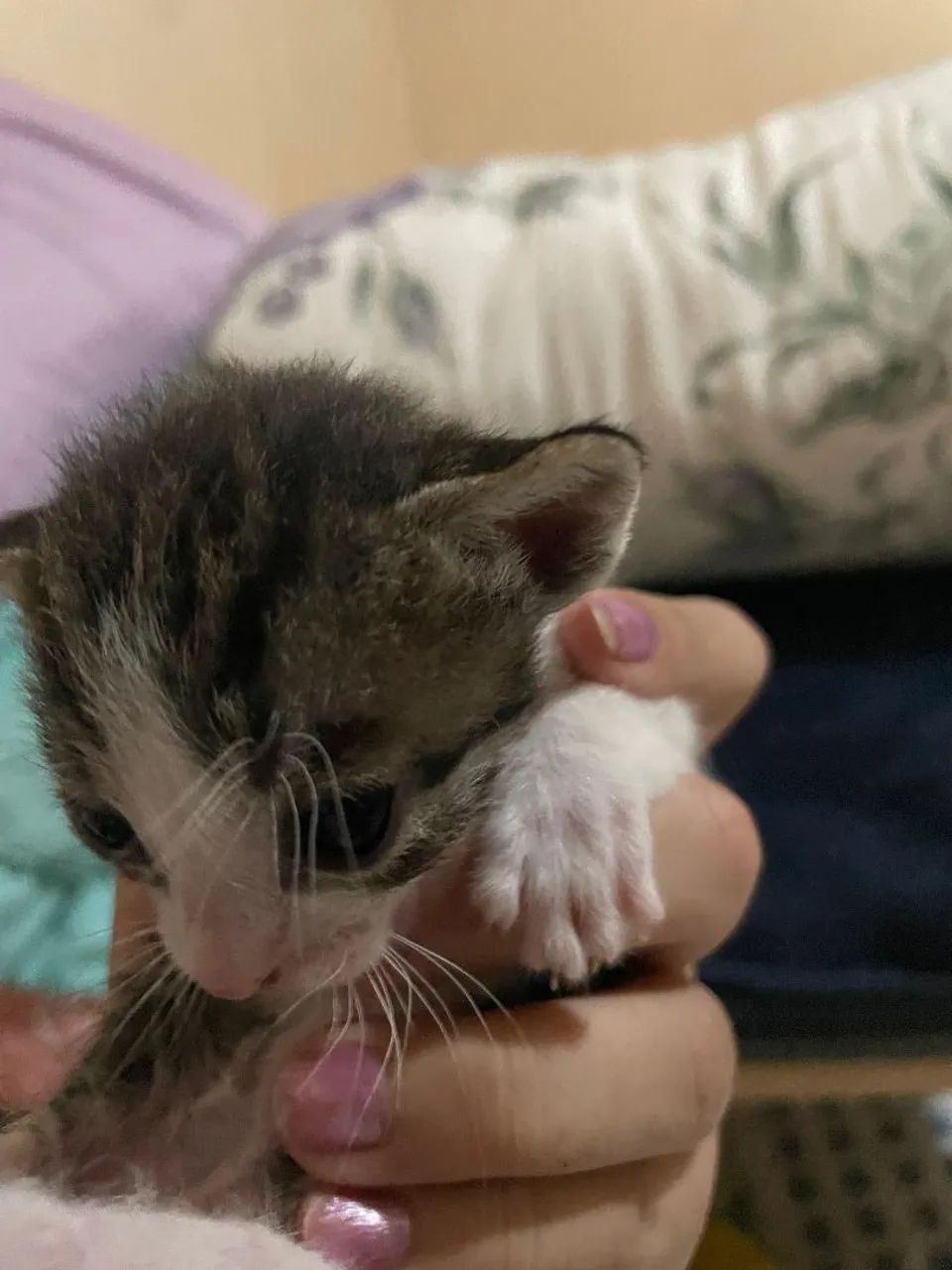 Animais Gatos  - Foto 3