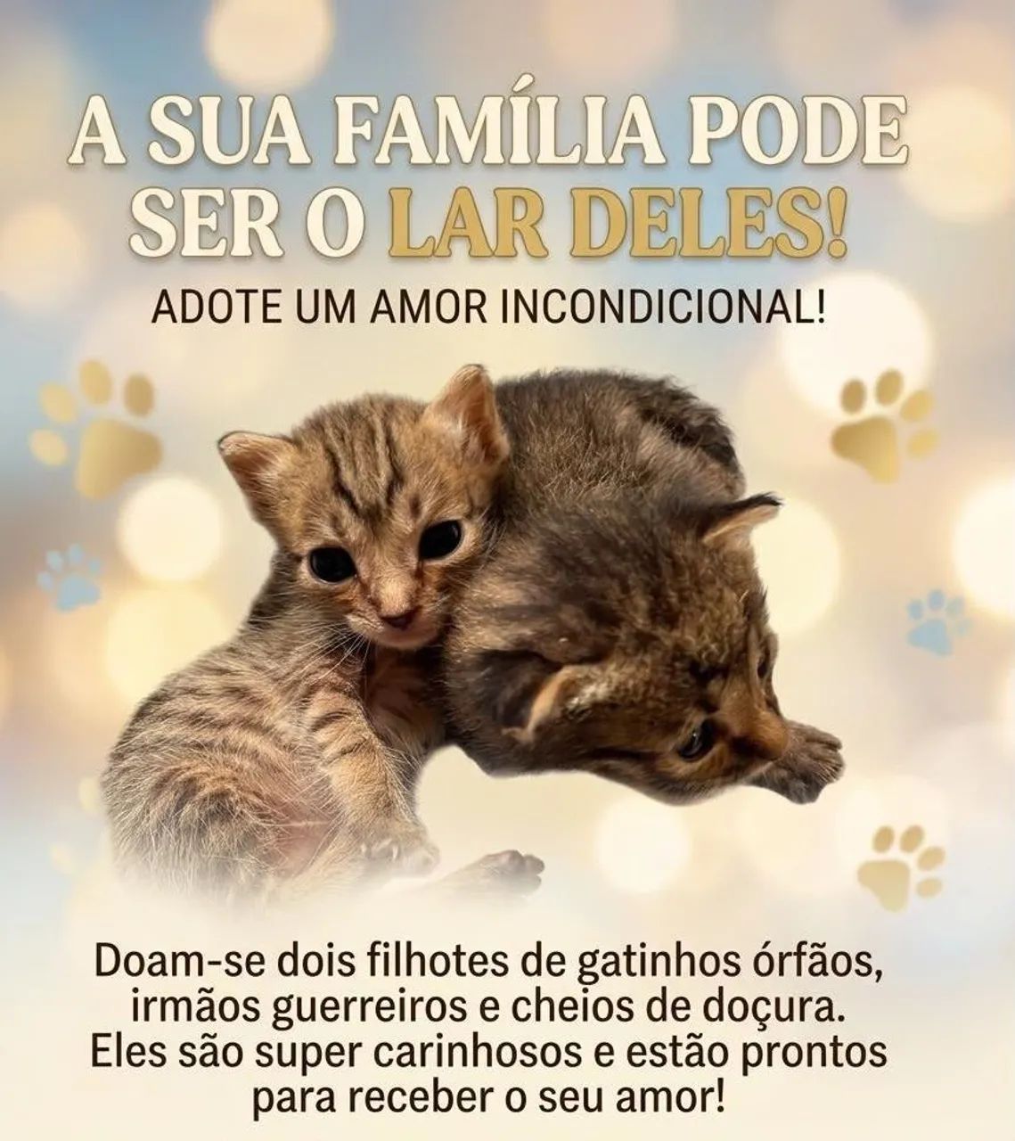 Gato