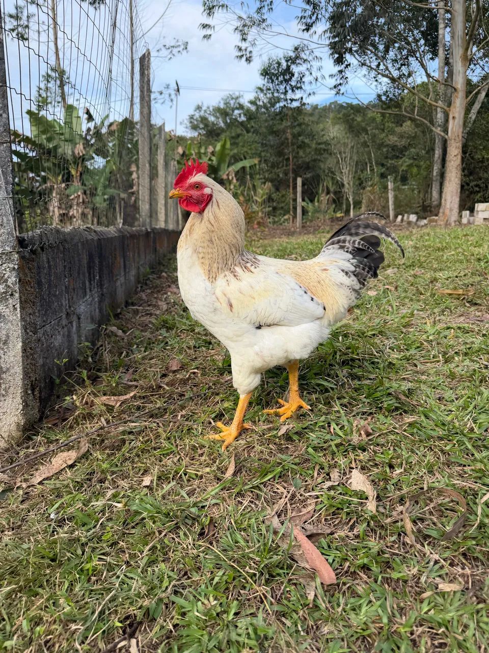 Vendo Galos e Galinhas  - Foto 3