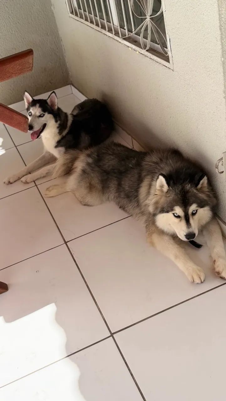  Vendo husky siberiano macho e fêmea  - Foto 4