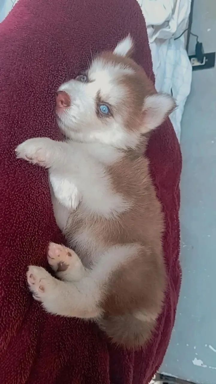 Husky siberiano  - Foto 3