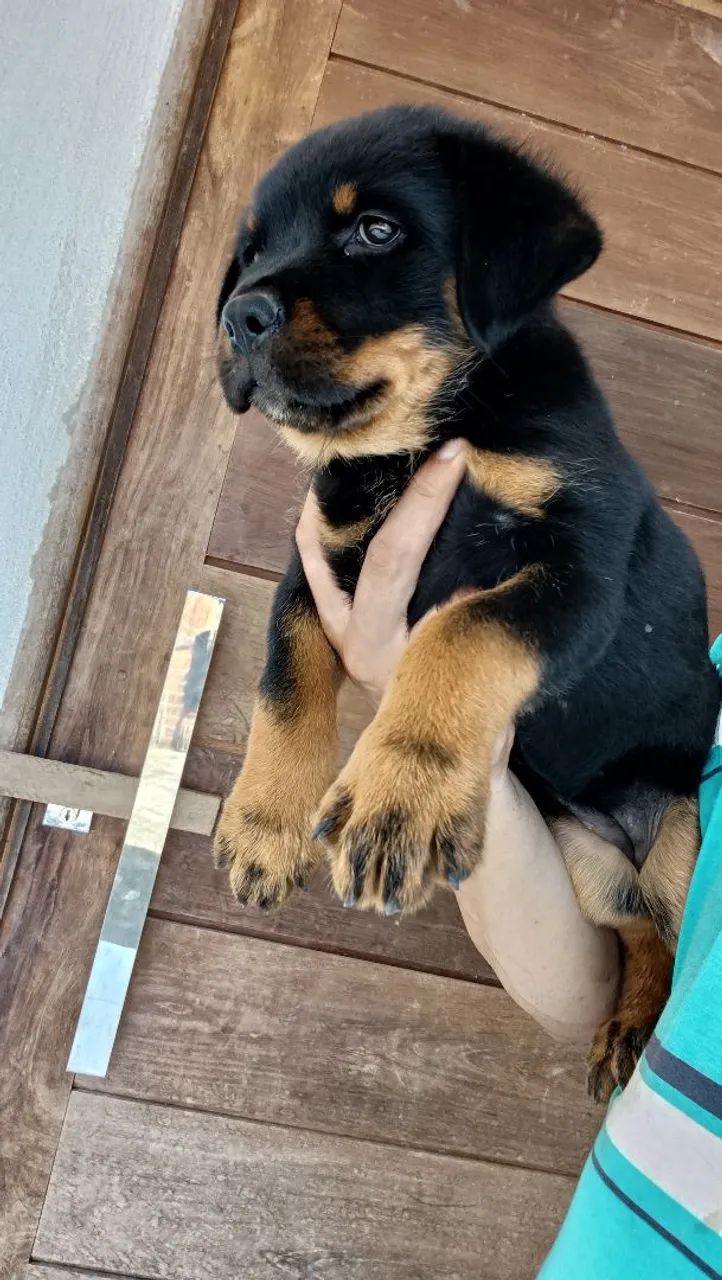 Rottweiler  - Foto 2