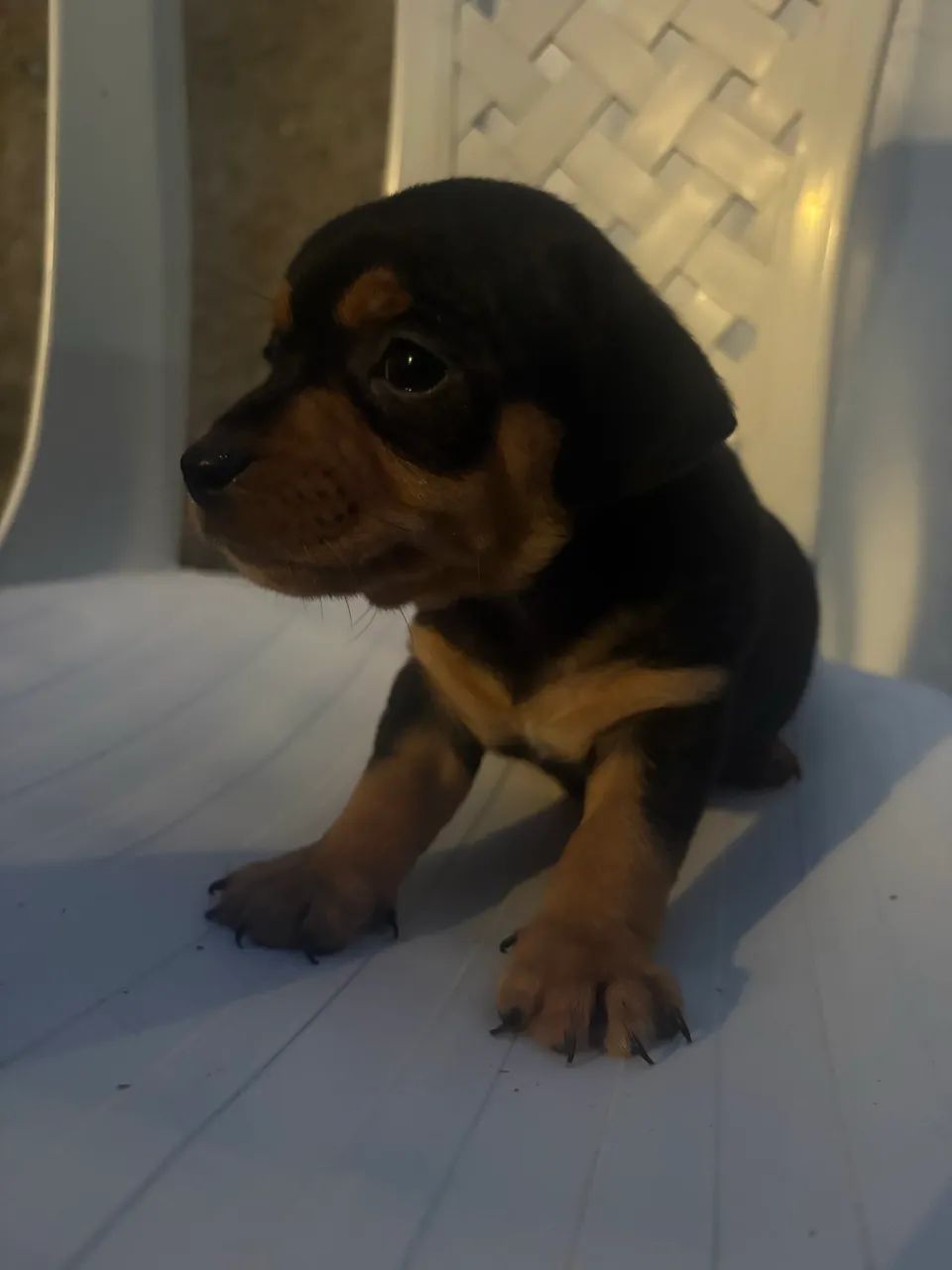 Cachorro Pinscher - Foto 3