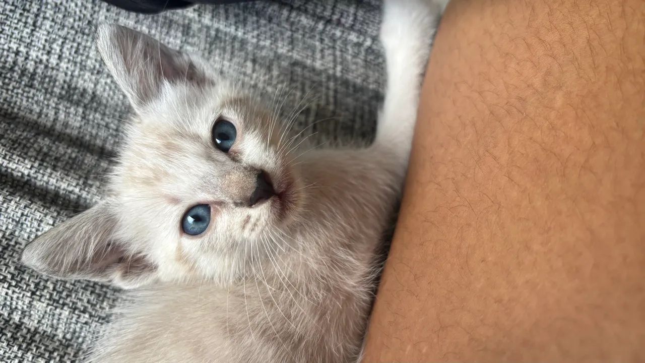 Gatinha para doação  - Foto 3