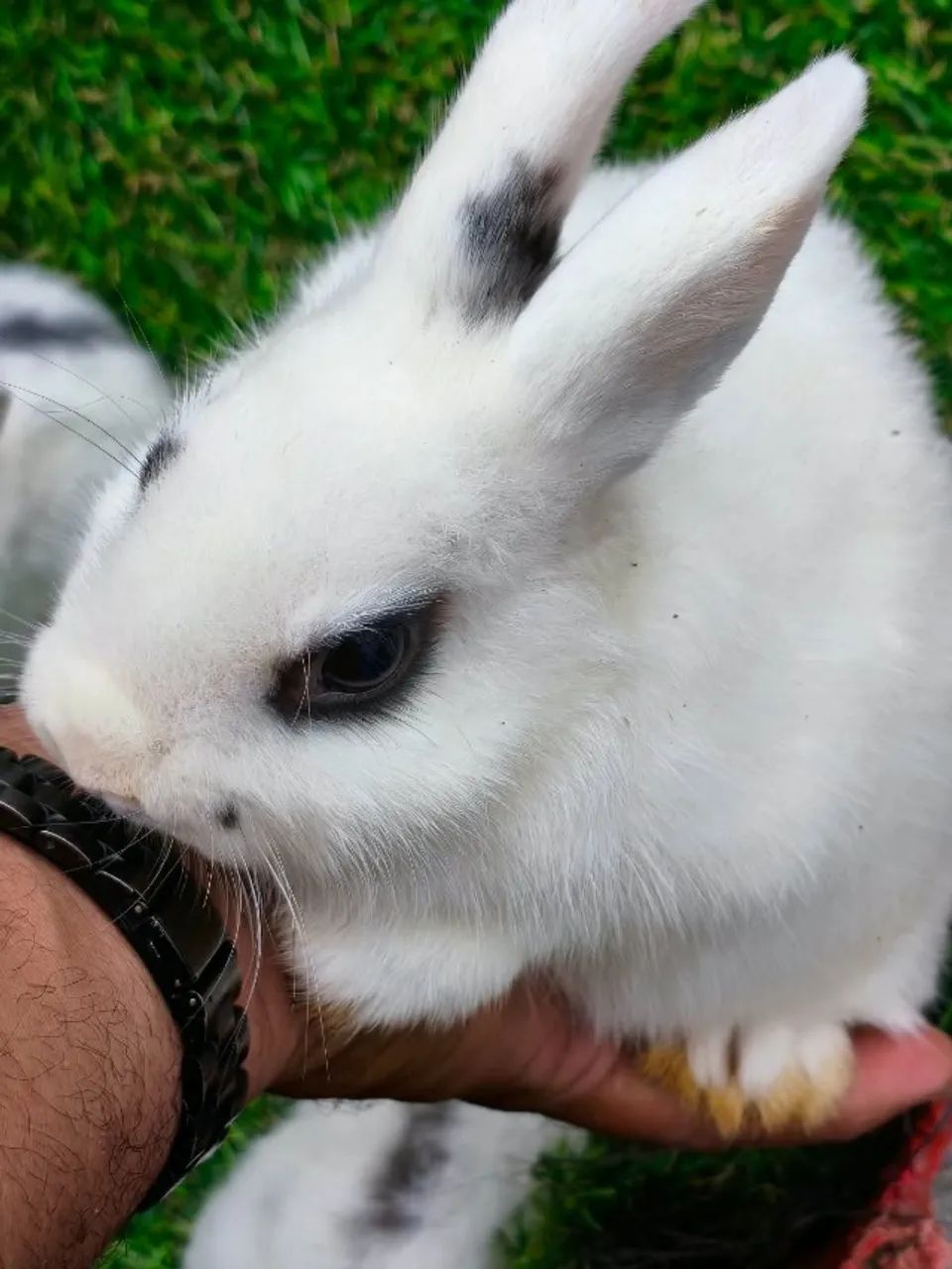 Coelho Mini 