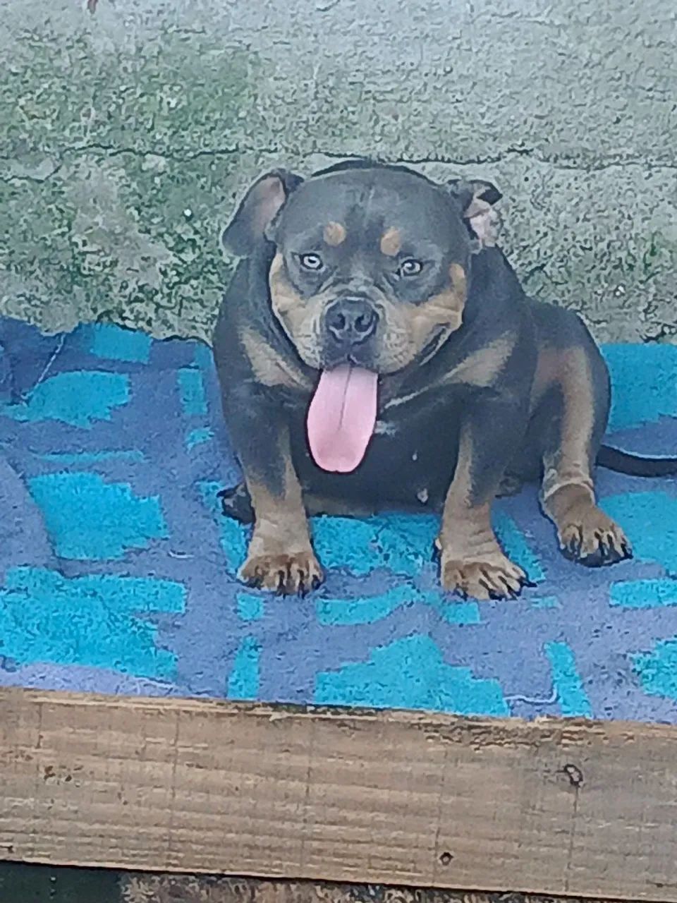 American Bully  - Foto 3