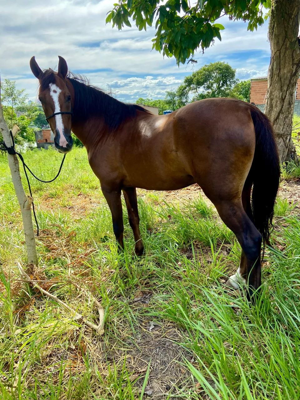 Cavalo mangalarga marchador 