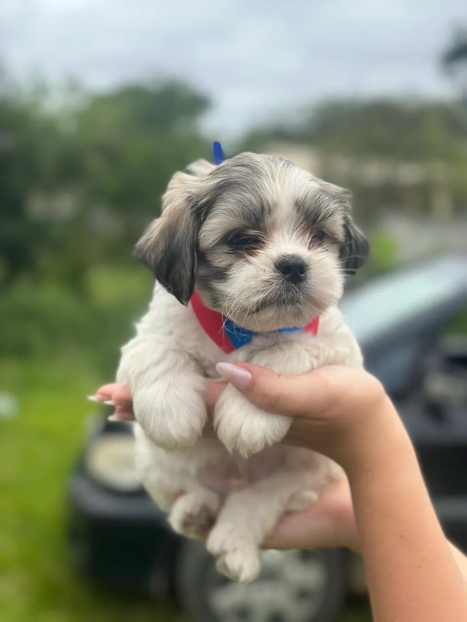 Lindíssimo bebê de Lhasa apso macho! - Foto 2