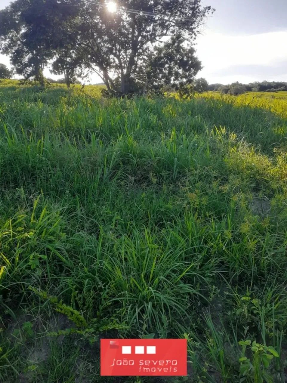 Fazenda para Venda em Peixe, 13 dormitórios - Foto 2