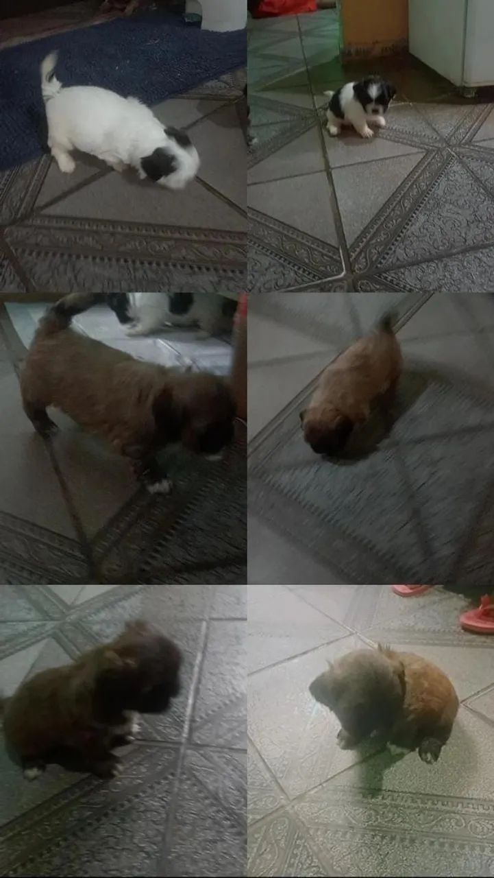 Venda-se cachorro com 1 mês e 1 dia  - Foto 2
