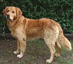 Doação de Golden Retriver