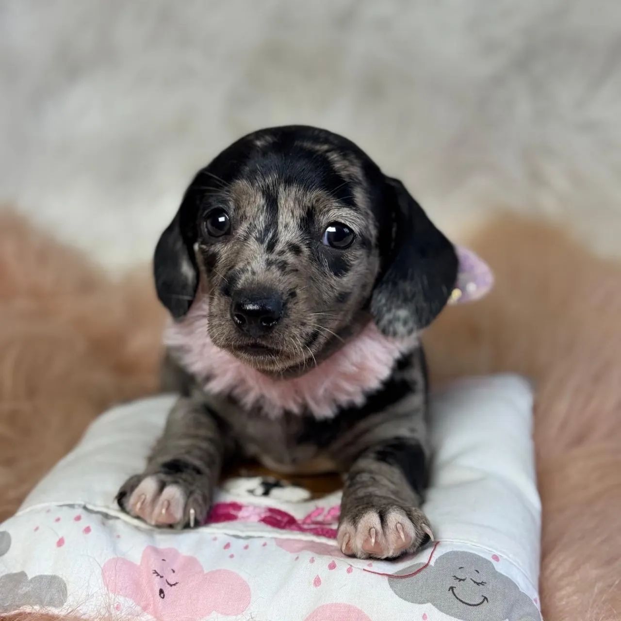 Dachshund Arlequim 