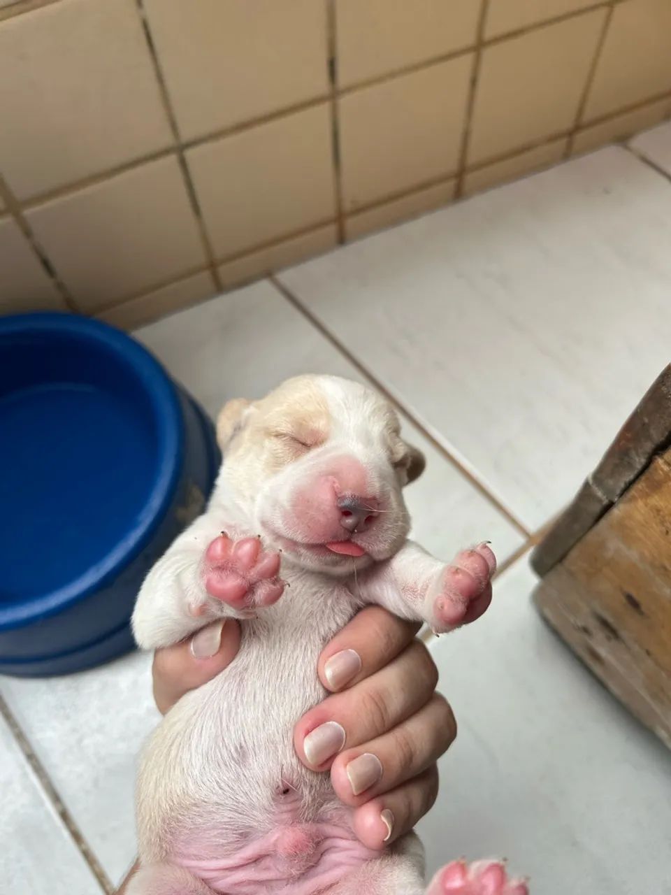 Filhotes de Beagle 