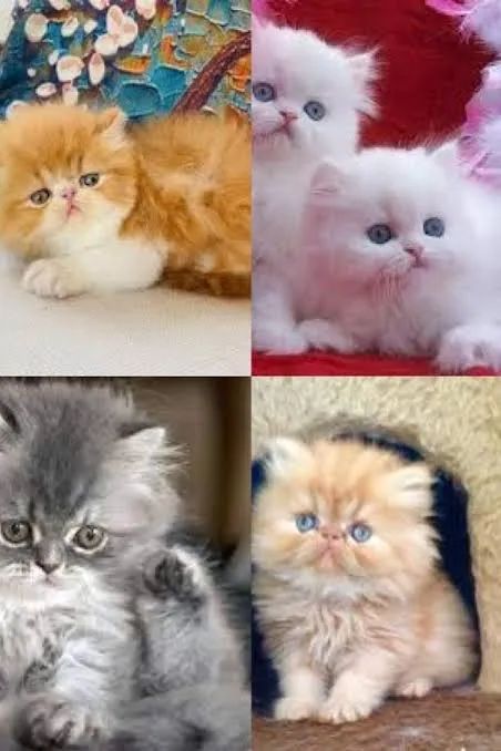 Persa olhar apaixonante 