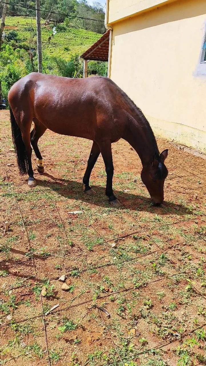 Égua  - Foto 3