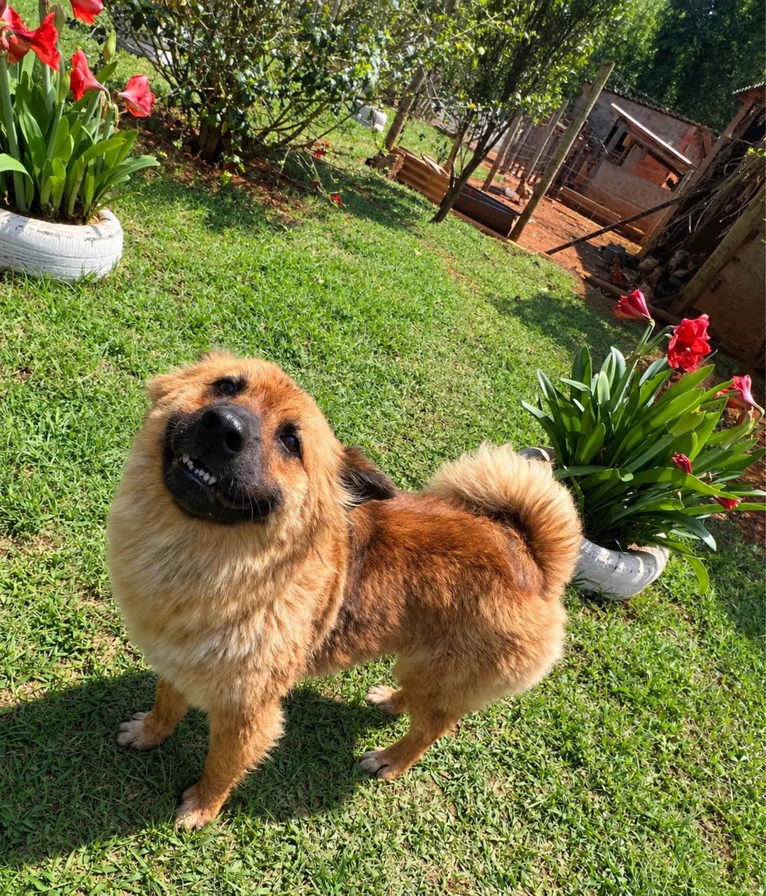 Adoção responsável  - Foto 2