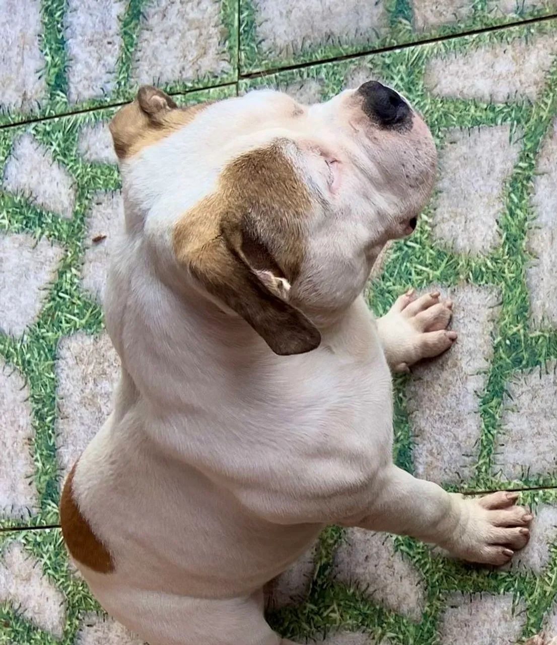 Vendo ou Troco Casal de American Bully  - Foto 2